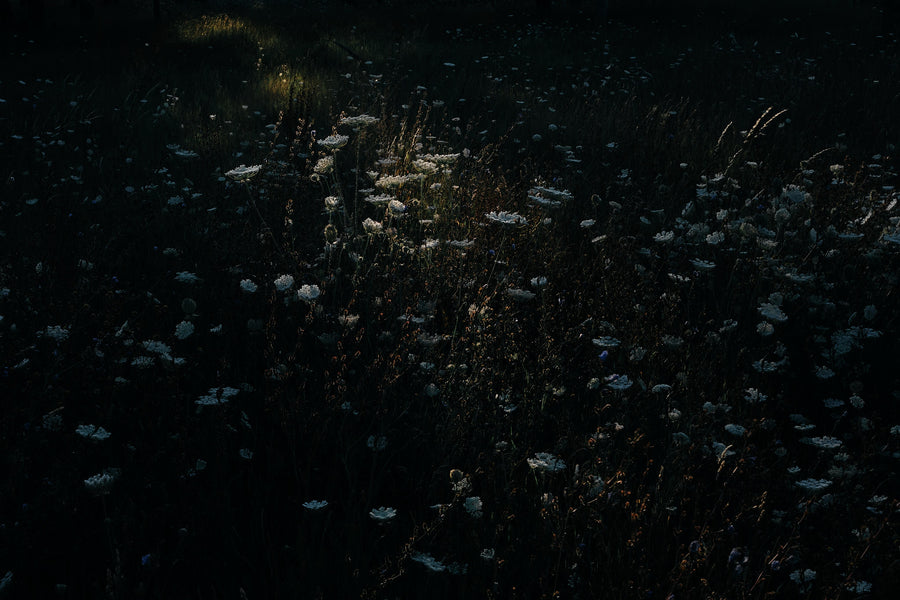 Hand-pressed organic honey from Warré hives – post-brood polyflora