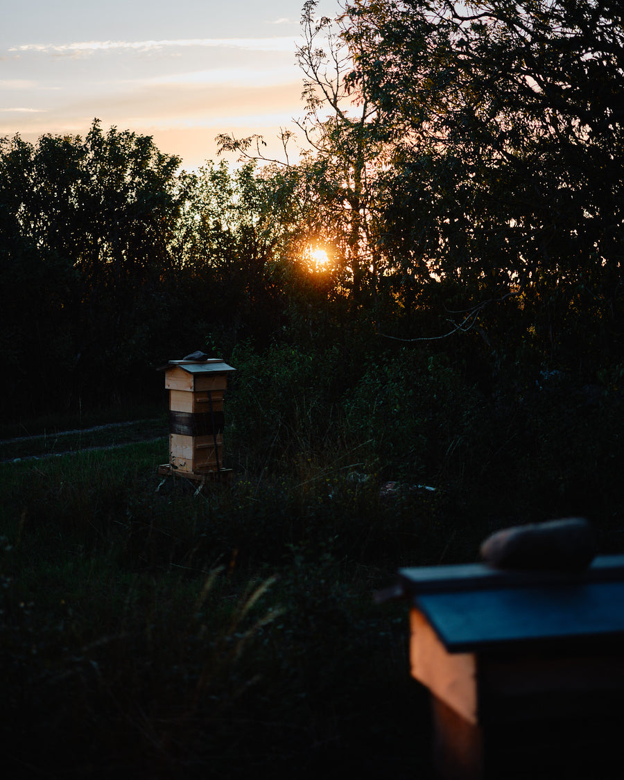 Hand-pressed organic honey from Warré hives – post-brood polyflora